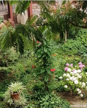 Cladire istorica, langa Colegiul Bănățean.  - imagine 15