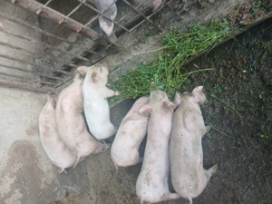 Purcei landrace 8 saptamani