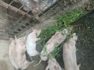 Purcei landrace 8 saptamani - imagine 2 Purcei landrace 8 saptamani - imagine 2