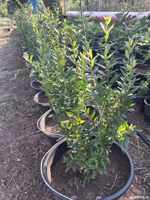 vând smochini și rodi