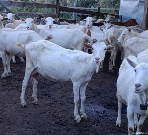 Capre saanen și metis