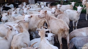 Capre saanen și metis - imagine 3