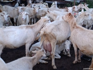 Capre saanen și metis - imagine 2