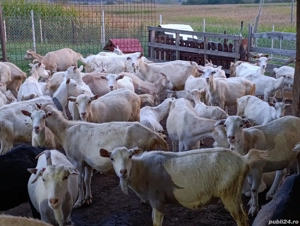 Capre saanen și metis - imagine 5