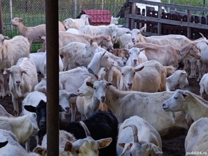 Capre saanen și metis - imagine 4