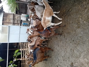 Vând capre vârstă 1,5 - 2,5 ani 