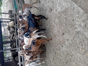 Vând capre vârstă 1,5 - 2,5 ani  - imagine 4