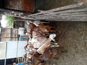 Vând capre vârstă 1,5 - 2,5 ani  - imagine 3