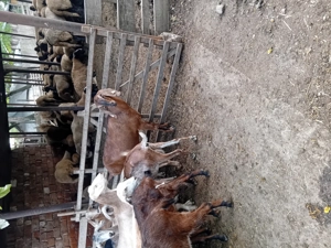 Vând capre vârstă 1,5 - 2,5 ani  - imagine 2