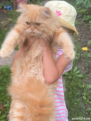 Persana  exotica  baietel 5 luni  - imagine 2