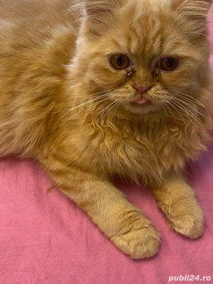 Persana  exotica  baietel 5 luni  - imagine 3