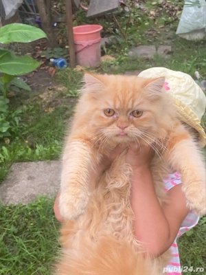 Persana  exotica  baietel 5 luni