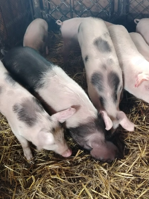 Purcei de vanzare - imagine 3