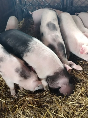 Purcei de vanzare - imagine 2