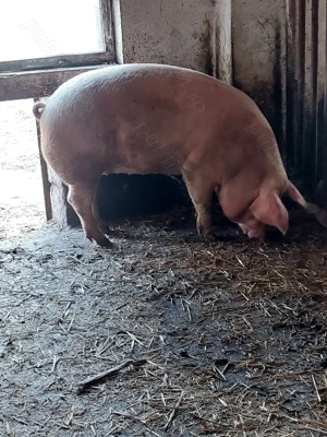 Vând porci scroafe și un mascul (scroafele nu au avut purcei)