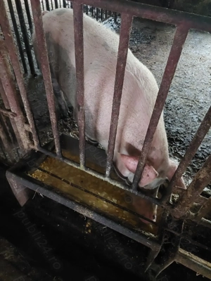 Vând porci scroafe și un mascul (scroafele nu au avut purcei) - imagine 4