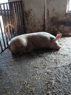 Vând porci scroafe și un mascul (scroafele nu au avut purcei) - imagine 3