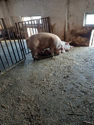 Vând porci scroafe și un mascul (scroafele nu au avut purcei) - imagine 2