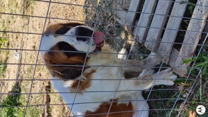 Saint Bernard vârstă 1 an(15 august) - imagine 5