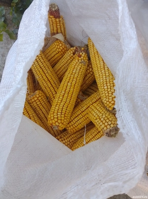 porumb de consum de vînzare.