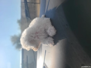 Cautam stăpân iubitor - imagine 2 Cautam stăpân iubitor - imagine 2