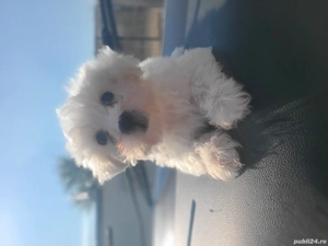 Cautam stăpân iubitor