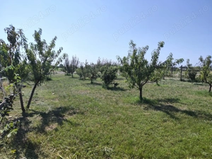 Teren intravilan 733 mp Ulmi, strada asfaltata, 22m deschidere - imagine 3