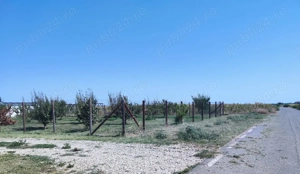 Teren intravilan 733 mp Ulmi, strada asfaltata, 22m deschidere - imagine 6