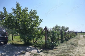 Teren intravilan 733 mp Ulmi, strada asfaltata, 22m deschidere - imagine 4