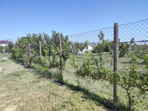 Teren intravilan 733 mp Ulmi, strada asfaltata, 22m deschidere - imagine 5