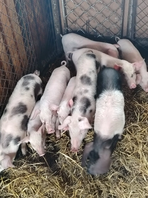 Purcei de vanzare - imagine 4