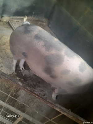 De vânzare  - imagine 2 De vânzare  - imagine 2