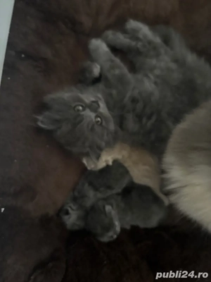 disponibil pisic - imagine 3