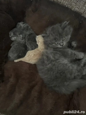 disponibil pisic - imagine 5