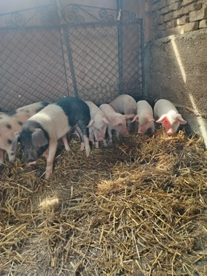 Purcei de vanzare - imagine 6