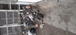 Curci si curcani - imagine 4