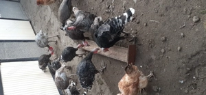 Curci si curcani - imagine 3