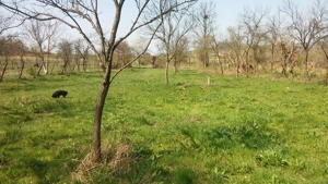 Teren intravilan, loc de casa și gradina 2219mp - imagine 2