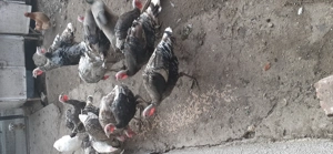 Curci si curcani - imagine 5