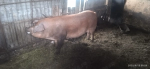 Scroafa 270 kg,purcei 40 kg