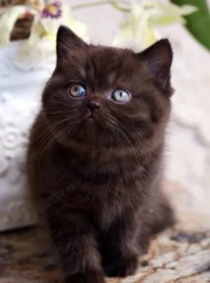 Angora Turcească neagră. Asigur transport 