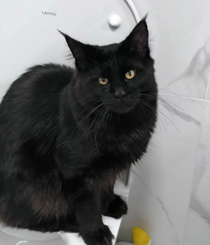 Angora Turcească neagră. Asigur transport  - imagine 5