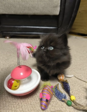 Angora Turcească neagră. Asigur transport  - imagine 6