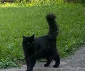 Angora Turcească neagră. Asigur transport  - imagine 2