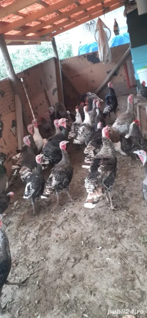 Curci si curcani - imagine 2