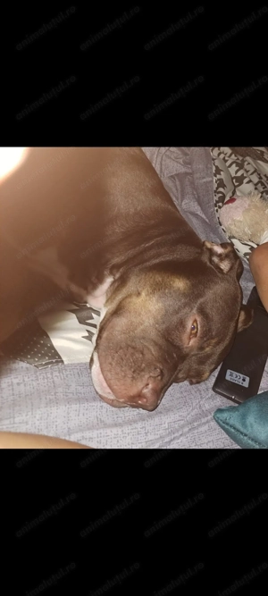 American bully 4 luni fetita  - imagine 3 American bully 4 luni fetita  - imagine 3