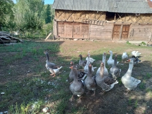 Vand gaste tinere din 2025 rasa Kolos