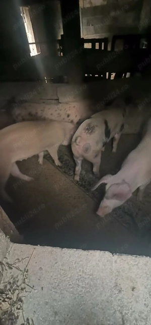 Vând porcii  - imagine 3