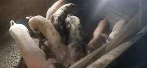 Vând porcii  - imagine 4