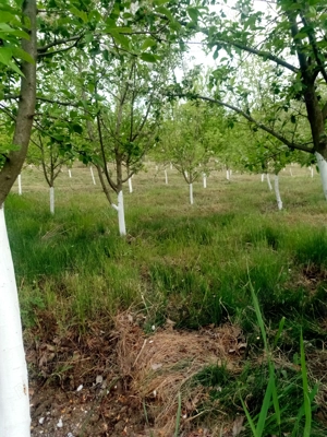 Teren intravilan 3000 m  sat Odaia Manolache, com. Vânători, jud. Galați  - imagine 2